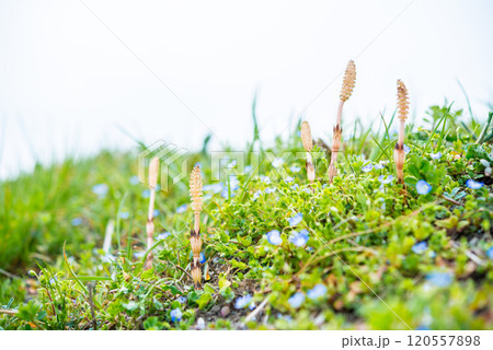 春の風景 春の風景 120557898