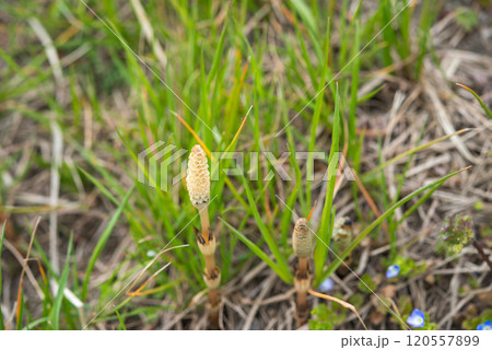 春の風景 120557899