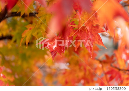 紅葉 紅葉 120558200