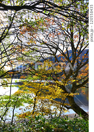 見ごろの紅葉 赤城大沼湖畔 秋色の風景 見ごろの紅葉 赤城大沼湖畔 秋色の風景 120558435