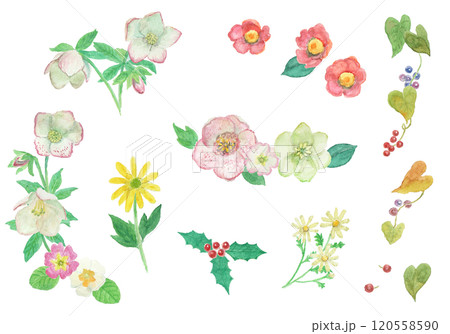 水彩絵の具で描いた冬の花飾り 120558590