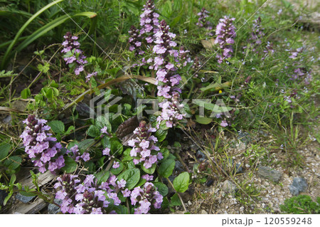 春4月草はらに咲いたピンクのアジュガの花 120559248