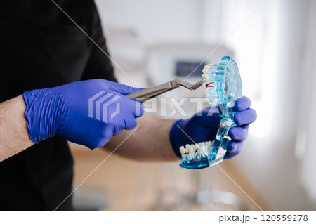 Dentist demonstrating tooth extraction on a transparent jaw model for dental training purposes Dentist demonstrating tooth extraction on a transparent jaw model for dental training purposes 120559278