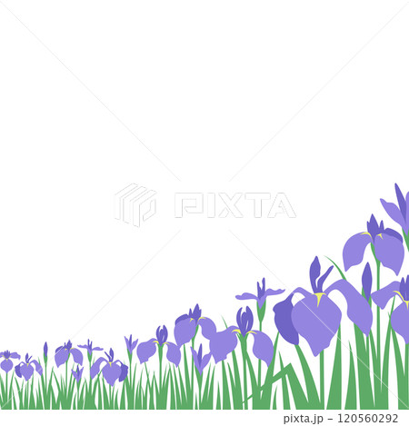 紫色の花菖蒲、あやめがたくさん咲く遠近感のある風景のベクターイラスト　正方形 120560292
