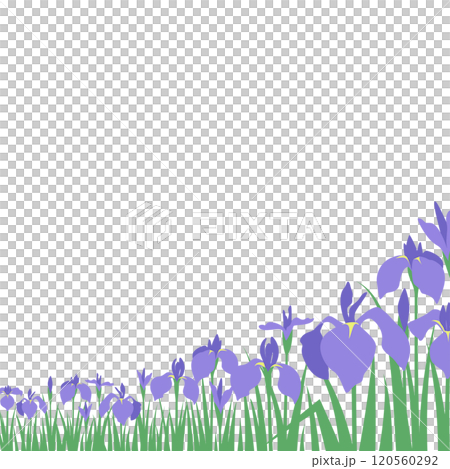 紫色の花菖蒲、あやめがたくさん咲く遠近感のある風景のベクターイラスト　正方形 120560292