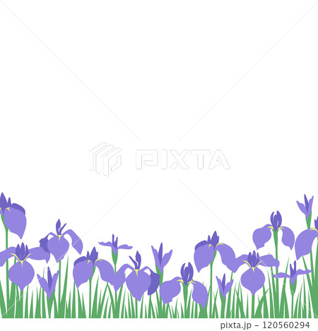 紫色の花菖蒲、あやめがたくさん咲いている風景のベクターイラスト　正方形 120560294
