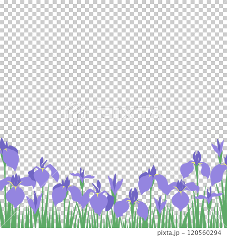 紫色の花菖蒲、あやめがたくさん咲いている風景のベクターイラスト　正方形 120560294