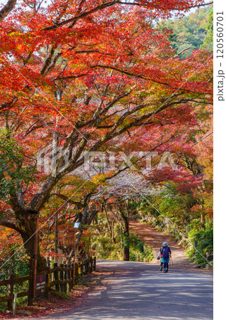 岩屋堂公園の紅葉（愛知県瀬戸市） 120560701