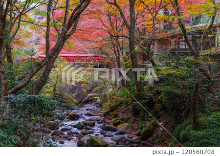 岩屋堂公園 紅橋付近の紅葉(愛知県瀬戸市) 岩屋堂公園 紅橋付近の紅葉(愛知県瀬戸市) 120560708