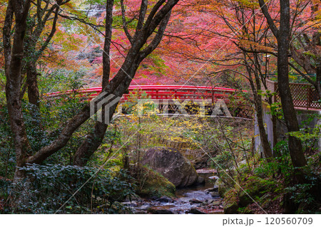 岩屋堂公園　紅橋付近の紅葉（愛知県瀬戸市） 120560709