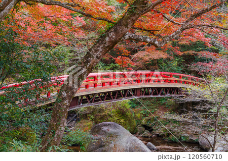 岩屋堂公園 紅橋付近の紅葉(愛知県瀬戸市) 岩屋堂公園 紅橋付近の紅葉(愛知県瀬戸市) 120560710