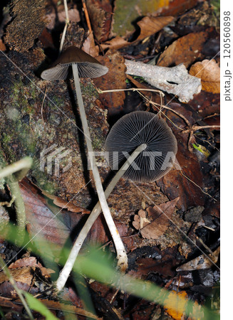 湿った雑木林の中に細い脚で立つナヨタケの全体像と灰褐色の裏ヒダ（自然光+ストロボ・マクロ接写） 120560898