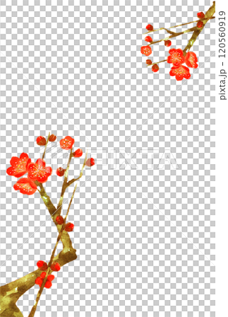 Watercolor plum blossom postcard material Watercolor plum blossom postcard material 120560919