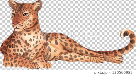 Leopard Wildlife watercolor hand drawn 120560983