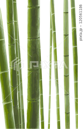 水彩で描いた竹林のイラスト素材（背景・壁紙） 120561186