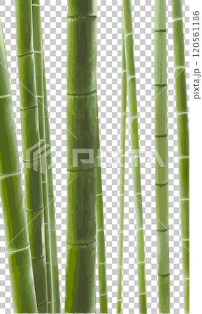 水彩で描いた竹林のイラスト素材（背景・壁紙） 120561186