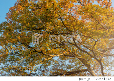 紅葉した木々、日本庭園の秋景色。 120561252