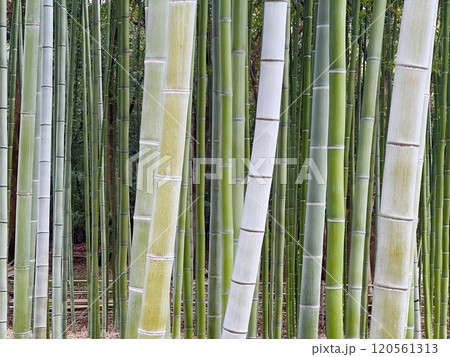 竹林 120561313