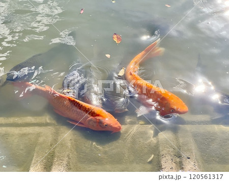 鯉 120561317