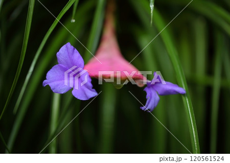 ハナアナナスの花と雨雫 ハナアナナスの花と雨雫 120561524
