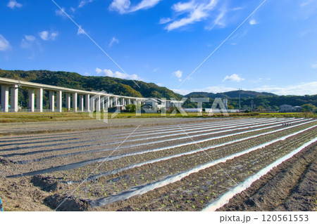 春の苗を植えてある里山の風景と高速道路の高架橋 120561553