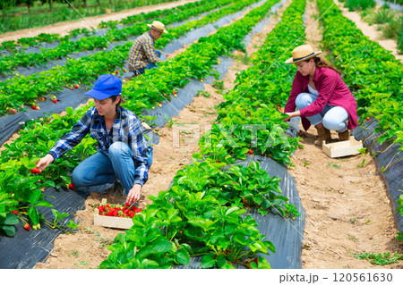 Team of farmers picking strawberry at farm 120561630