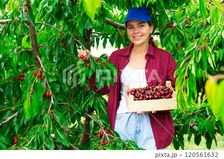Positive woman harvesting ripe cherry in his orchard on day 120561632