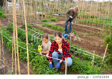 Little girl with family watering planting seedlings Little girl with family watering planting seedlings 120561644