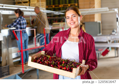Young female farmer showing sweet cherries in crate in fruit warehouse 120561647