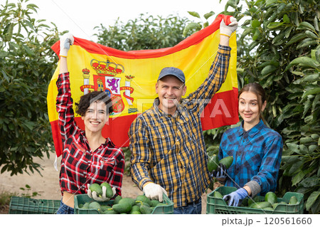 Excited man and two women farmers holding flag of Spain after picking avocados on farm Excited man and two women farmers holding flag of Spain after picking avocados on farm 120561660