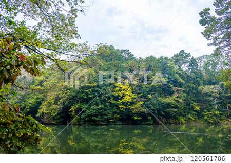 《震生湖》水面に映る紅葉（神奈川県秦野市） 120561706