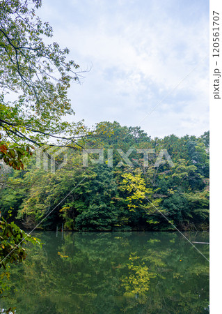《震生湖》水面に映る紅葉（神奈川県秦野市） 120561707
