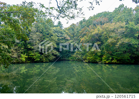 《震生湖》水面に映る紅葉（神奈川県秦野市） 120561715