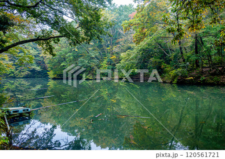 《震生湖》水面に映る紅葉(神奈川県秦野市) 《震生湖》水面に映る紅葉(神奈川県秦野市) 120561721
