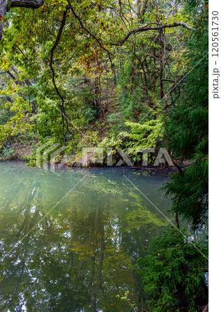 《震生湖》水面に映る木々(神奈川県秦野市) 《震生湖》水面に映る木々(神奈川県秦野市) 120561730