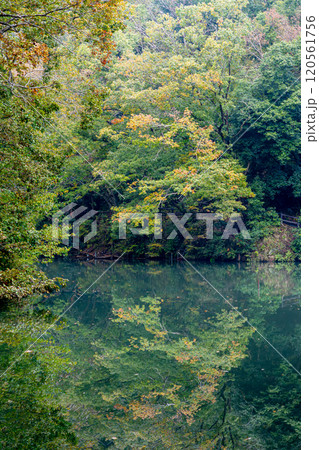 《震生湖》水面に映る紅葉(神奈川県秦野市) 《震生湖》水面に映る紅葉(神奈川県秦野市) 120561756
