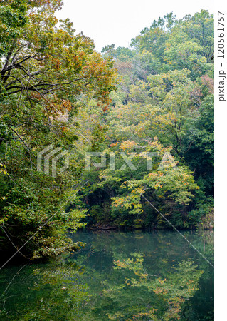 《震生湖》水面に映る紅葉（神奈川県秦野市） 120561757