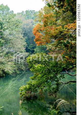 《震生湖》水面に映る木々（神奈川県秦野市） 120561782