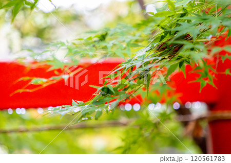 赤い鳥居を背景にした紅葉の葉 赤い鳥居を背景にした紅葉の葉 120561783