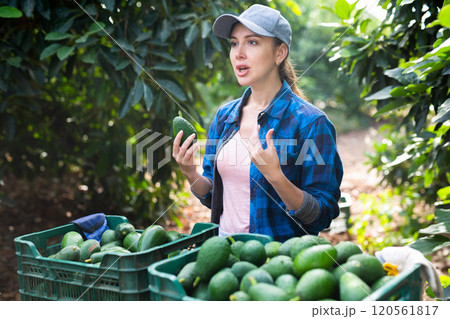 Successful female gardener with ripe avocado in orchard 120561817