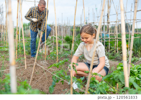 Father and daughter working in garden 120561833