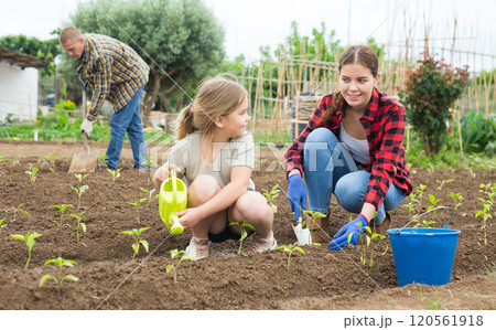 Little girl with family watering planting seedlings Little girl with family watering planting seedlings 120561918