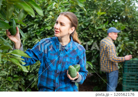 Focused European female picking ripe organic avocados in plastic container box in orchard or on farm on fall day 120562176