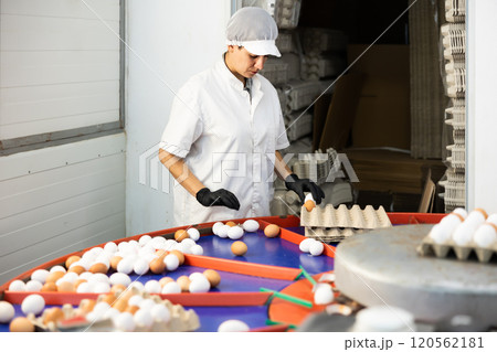 Hispanic female poultry farm worker sorting chicken eggs 120562181