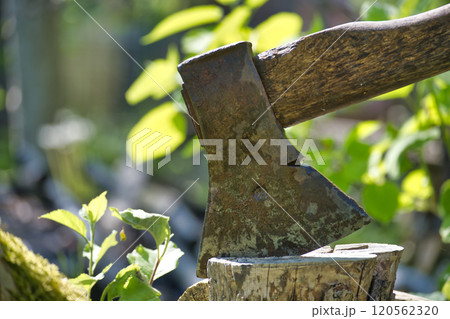 Close-up of a rustic axe embedded in a tree stump in a sunny garden 120562320