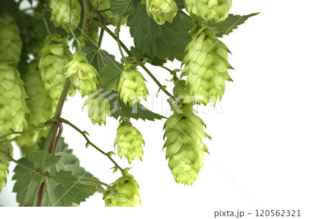 Fresh green hops on the vine, showing detailed texture and vibrant color 120562321
