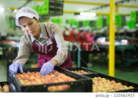 Woman packing peaches 120562453