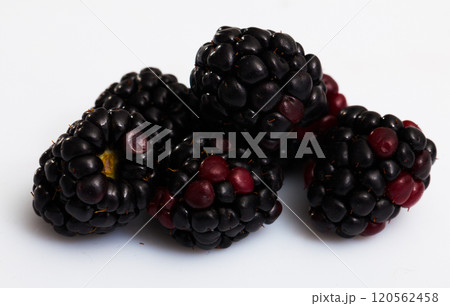 Fresh bramble on white background 120562458