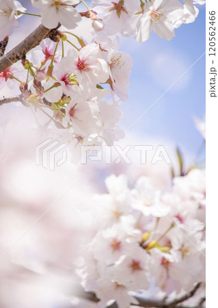 桜咲く 桜咲く 120562466
