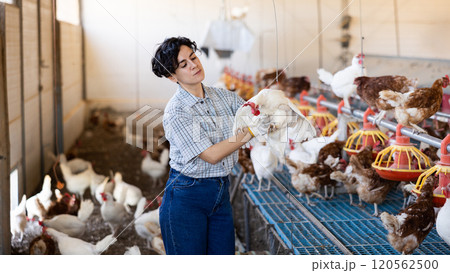 Smiling latin woman in plaid shirt working in chicken farm 120562500